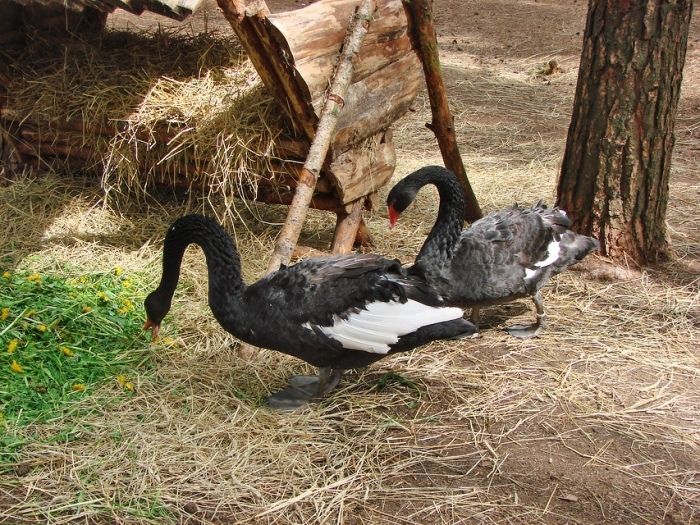 Žvėrinčius (Palangos HBH mini zoo) #2