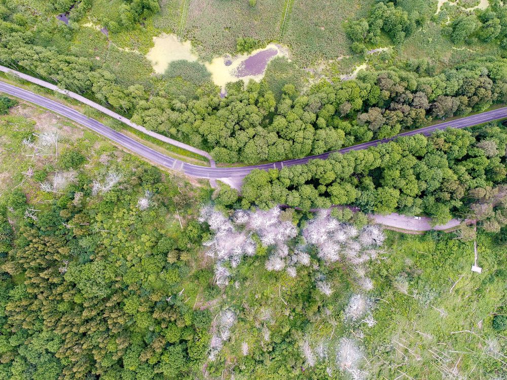 Kormoranų ir garnių perimvietė #4