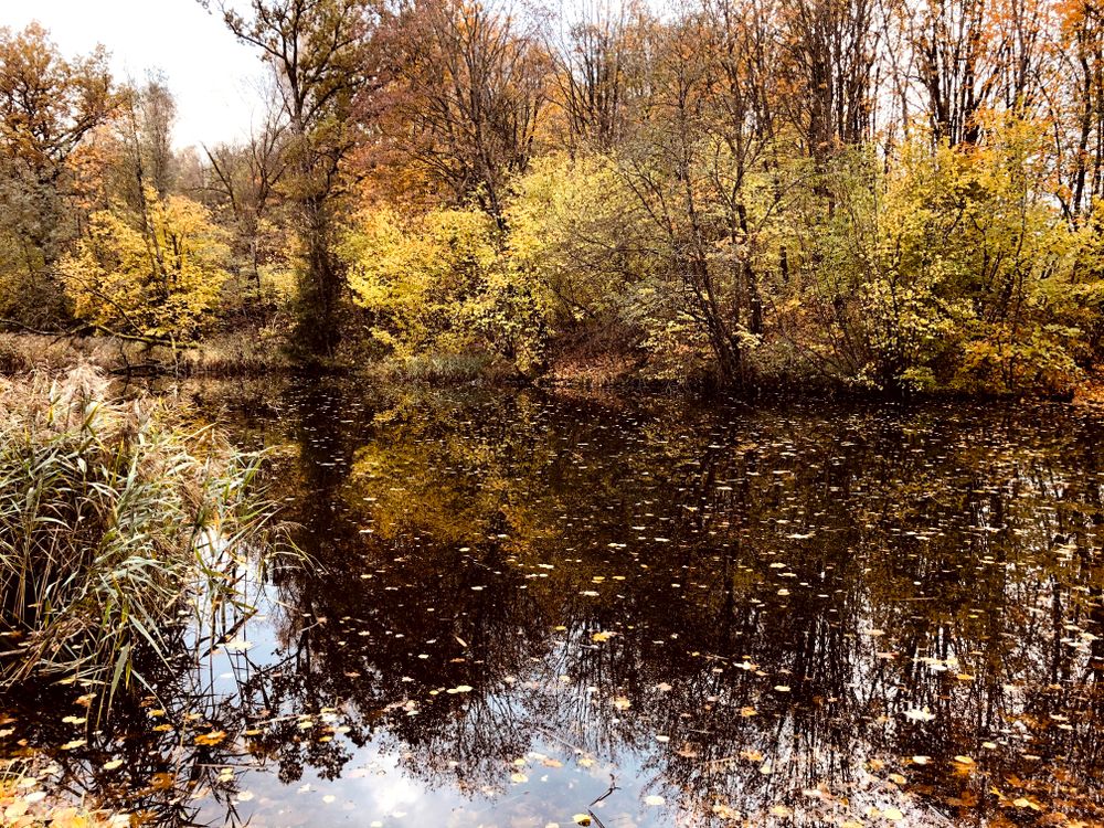 Markučių parkas #5