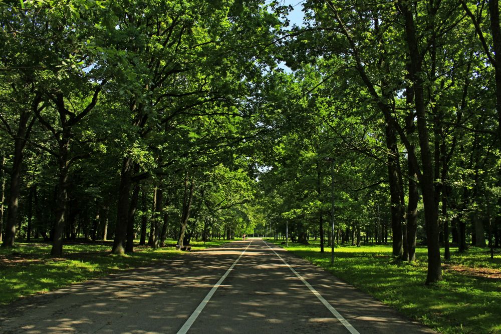 Ąžuolyno parkas #3