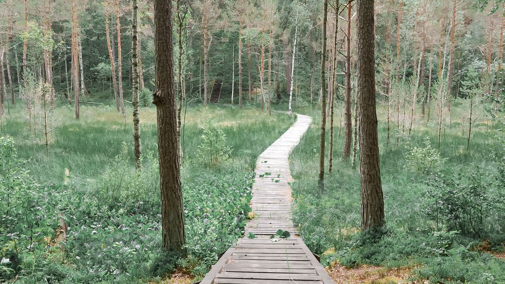 Gurakalnės pelkės pažintinis takas #2