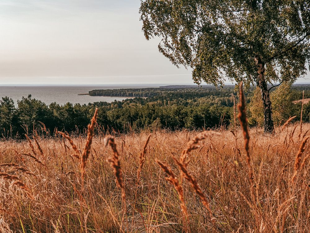 Preilos (Menininkų) kopa #3
