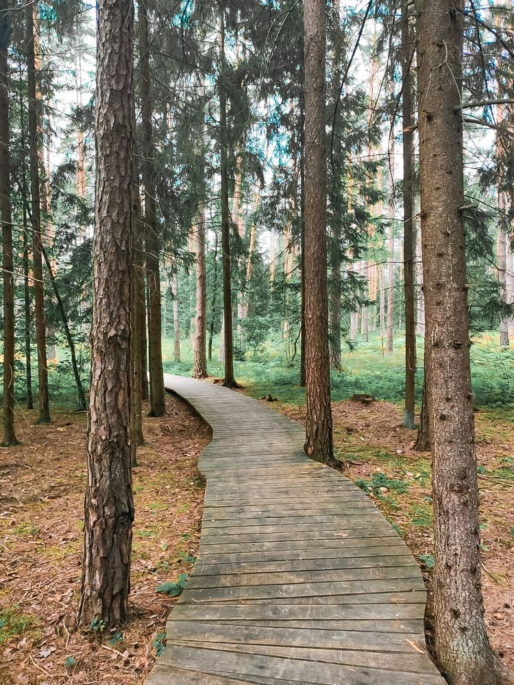 Pasakiškių takas (Sakiškių poilsiavietė) #3